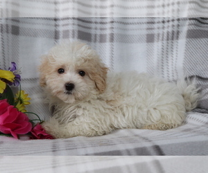 Maltipoo Puppy for sale in SHILOH, OH, USA