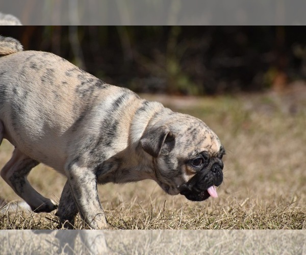 Medium Photo #5 Pug Puppy For Sale in PALM COAST, FL, USA