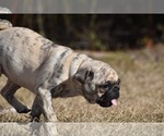 Small #4 Pug