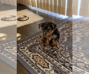 Yorkshire Terrier Puppy for sale in WINDERMERE, FL, USA
