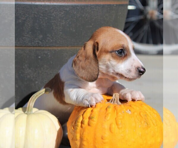 Medium Photo #3 Dachshund Puppy For Sale in MYERSTOWN, PA, USA