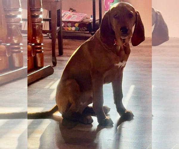 Medium Photo #2 Coonhound-Unknown Mix Puppy For Sale in Duluth, MN, USA