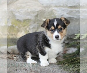 Pembroke Welsh Corgi Puppy for sale in MANHEIM, PA, USA