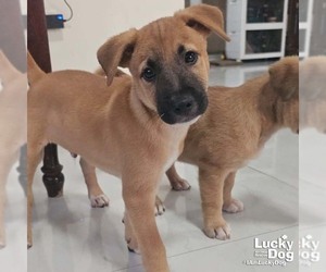 Labrador Retriever-Unknown Mix Dogs for adoption in Washington, DC, USA