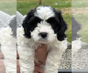 Medium Cavachon