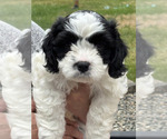 Puppy Bandit Cavachon