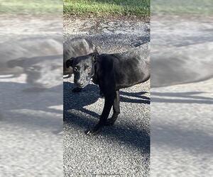 Labrador Retriever-Unknown Mix Dogs for adoption in Ocala, FL, USA