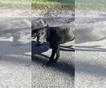 FINNICK - Male Labrador Retriever-Unknown Mix Dog for Adoption - Small photo