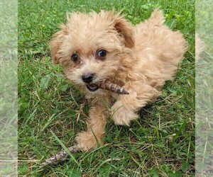 Maltipoo Puppy for sale in LADYSMITH, WI, USA