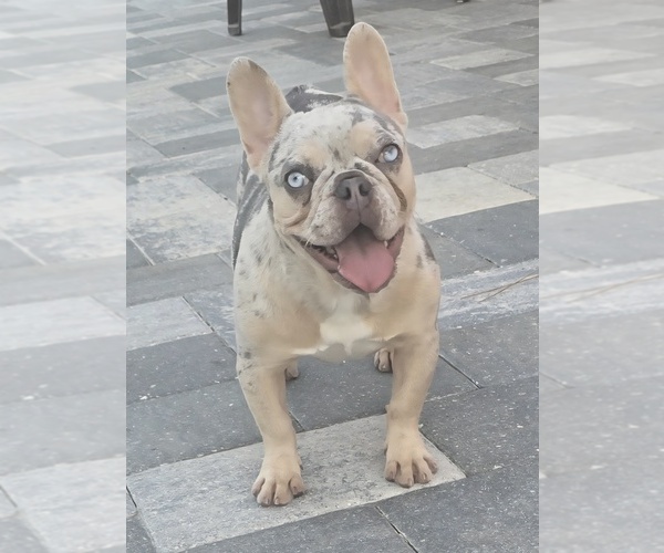 Medium Photo #1 French Bulldog Puppy For Sale in NORTH PORT, FL, USA