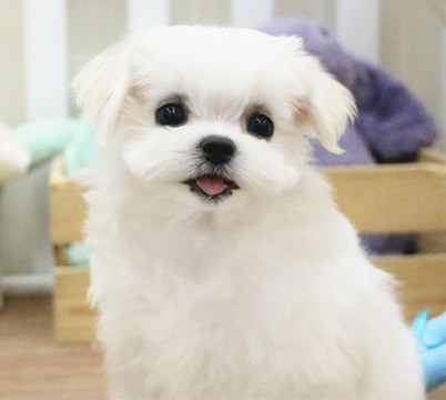 Medium Photo #1 Maltese Puppy For Sale in SAN FRANCISCO, CA, USA