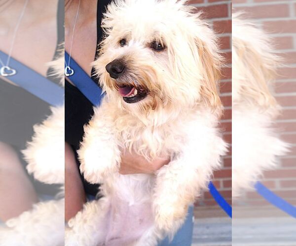 Medium Photo #2 Maltese Puppy For Sale in Carrollton, TX, USA