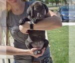 Small #3 Sheprador