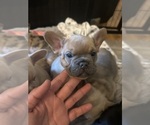 Puppy Puff French Bulldog