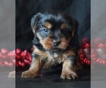Small #4 Yorkshire Terrier