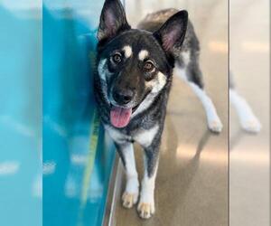 German Shepherd Dog Dogs for adoption in San Martin, CA, USA
