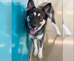 Small German Shepherd Dog