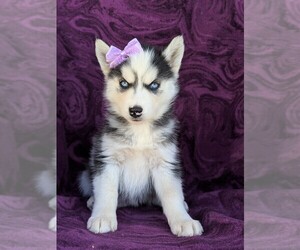 Siberian Husky Puppy for sale in KIRKWOOD, PA, USA