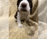 Small Photo #8 English Springer Spaniel Puppy For Sale in JEANNETTE, PA, USA