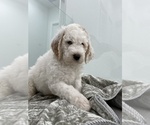 Small Photo #4 Goldendoodle Puppy For Sale in HIALEAH, FL, USA