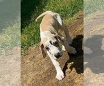 Small #19 Great Dane
