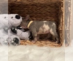 Small Photo #4 French Bulldog Puppy For Sale in CHANNELVIEW, TX, USA