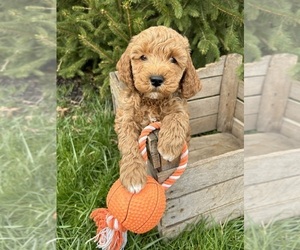 Goldendoodle (Miniature) Puppy for Sale in MIDDLEBURY, Indiana USA