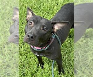 American Staffordshire Terrier Dogs for adoption in Fort Lauderdale, FL, USA