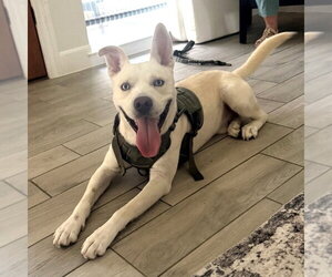 Sebastian #adventure-ready - Male Labsky Dog for Adoption - Photo #2