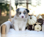 Miles - Male Border Collie Puppy for Sale - Photo #4