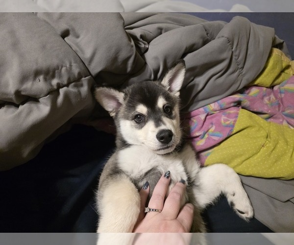Medium Photo #10 Alaskan Klee Kai Puppy For Sale in SUNSET, UT, USA