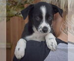 Small #4 Australian Shepherd Mix