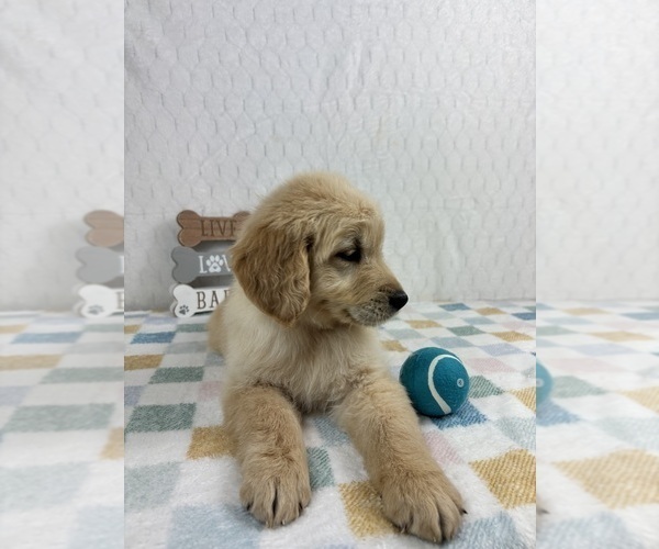 Medium Photo #2 Golden Retriever Puppy For Sale in INDIANAPOLIS, IN, USA
