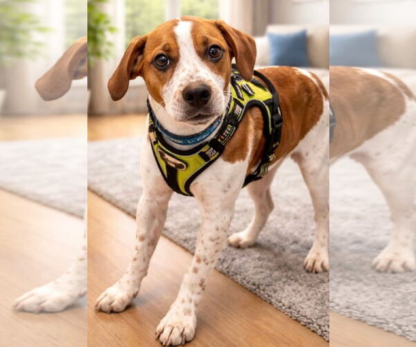 Medium Photo #2 Beagle-Unknown Mix Puppy For Sale in Euless, TX, USA