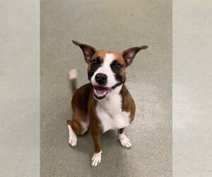 Boxer-Unknown Mix Dogs for adoption in Lee's Summit, MO, USA