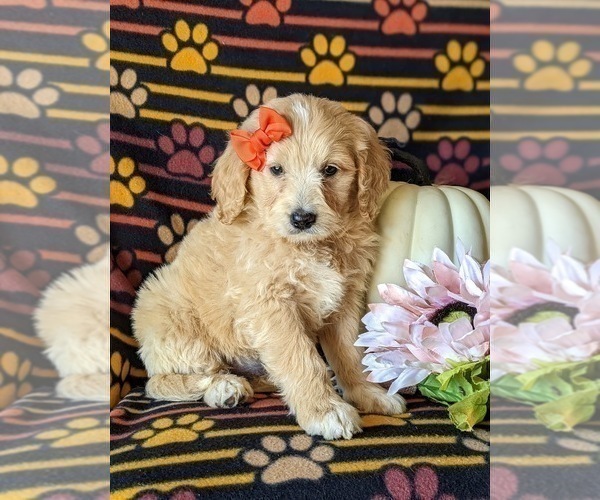 Medium Photo #3 Goldendoodle Puppy For Sale in PEACH BOTTOM, PA, USA
