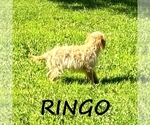 Small #2 Cavapoo
