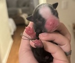 Small Photo #13 Boston Terrier Puppy For Sale in JACKSONVILLE, NC, USA