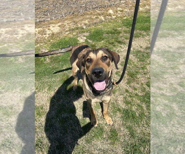 Medium Photo #5 Mutt Puppy For Sale in Evansville, IN, USA