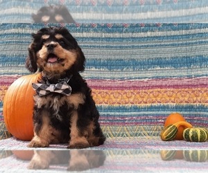 Cavachon Puppy for sale in LANCASTER, PA, USA