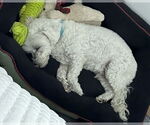 Small #9 Maltipoo