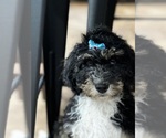Small Photo #2 Bernedoodle Puppy For Sale in BROADWAY, NC, USA
