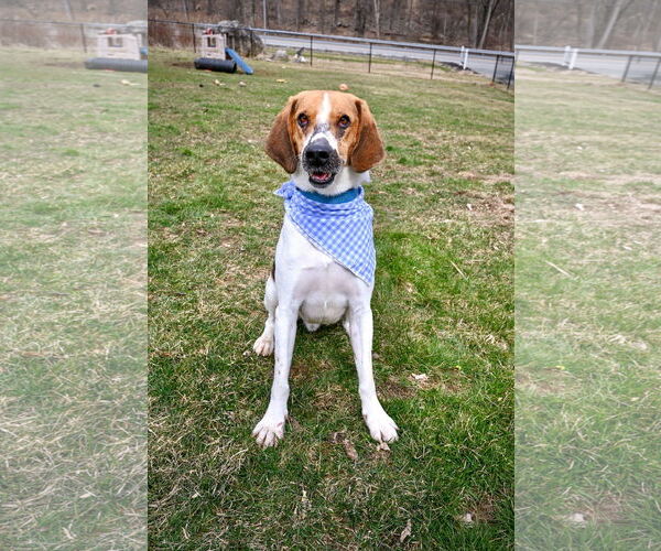 Medium Photo #8 Treeing Walker Coonhound-Unknown Mix Puppy For Sale in Chester, NJ, USA