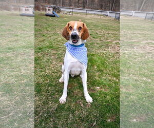 Duke - Male Treeing Walker Coonhound-Unknown Mix Dog for Adoption - Photo #8