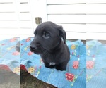 Puppy Black Female Borador