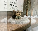 Small #6 Yorkshire Terrier