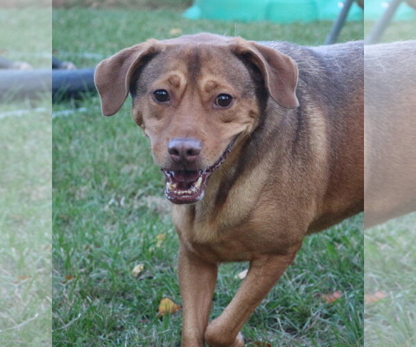 Medium Photo #2 Labrador Retriever Puppy For Sale in Jackson, MS, USA