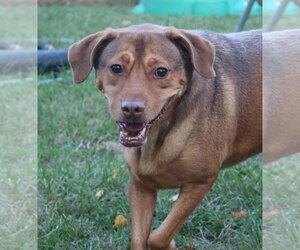 Butch Cassidy - Male Labrador Retriever Dog for Adoption - Photo #2