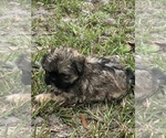 Small Photo #2 Shih Tzu Puppy For Sale in NAYLOR, GA, USA