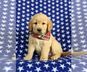 Golden Retriever Puppy for sale in OXFORD, PA, USA